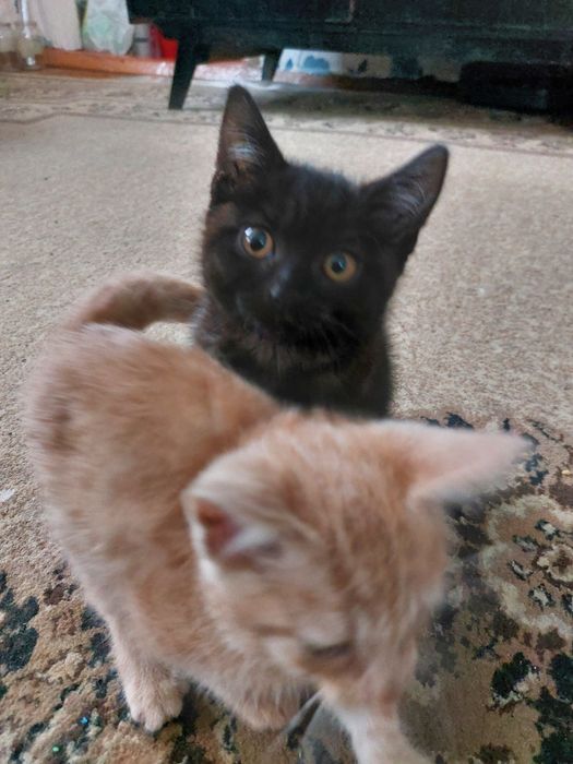 Отдам котят в добрые руки