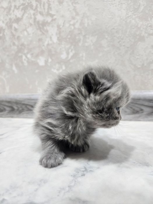 Котята Scottish Fold