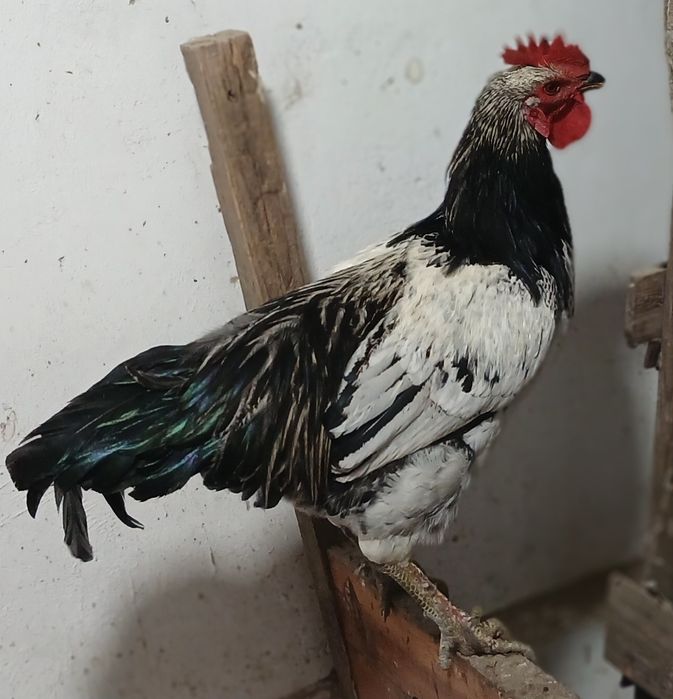 Продам петуха и курочку
