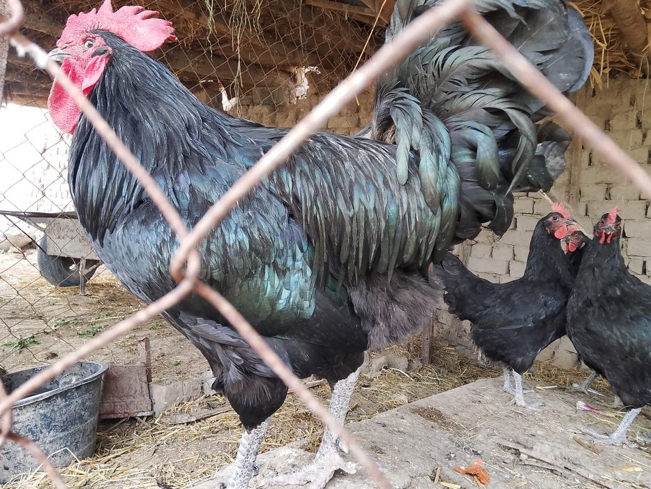 Qora Shahzoda tuxumlari