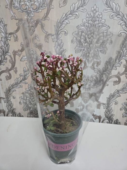 Домашный цветы на выбор