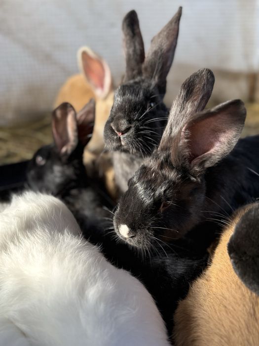 Vand iepurasi si iepuri adulti