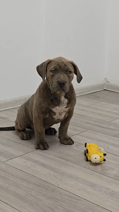 Американско були Хл /American bully XL