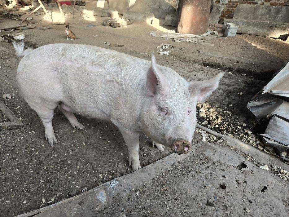 Домашно прасе за клане