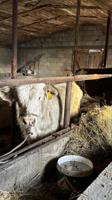 Бұқа Бычок 1 год