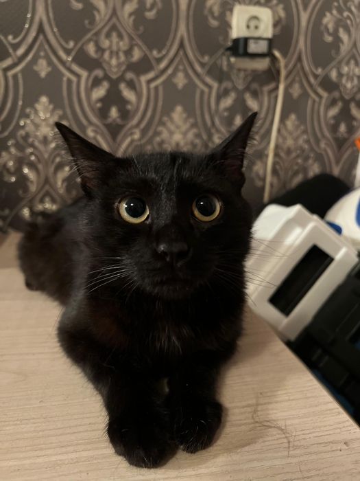 Ищем добрых людей