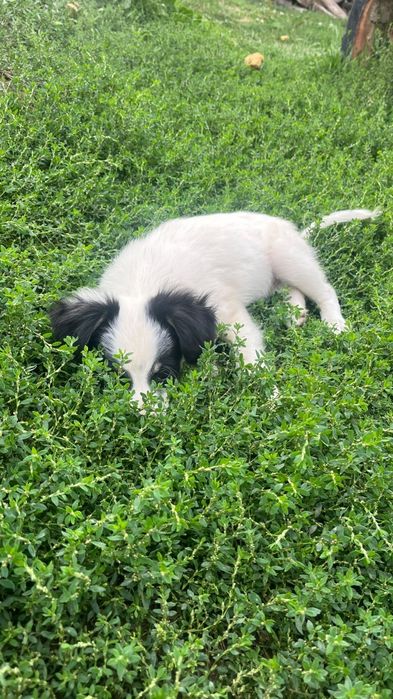 Catelusi pentru adoptie