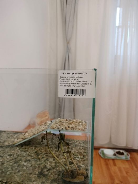 Vand broasca țestoasă