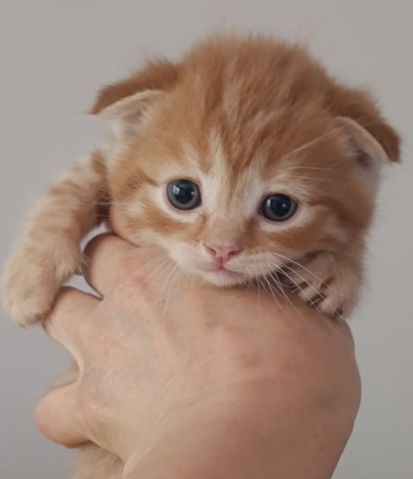 Породистые котята