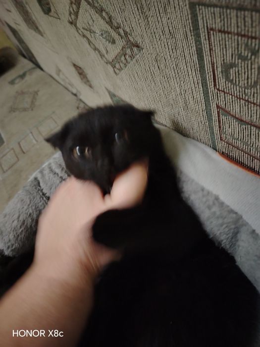 Котик ласковый, игривый