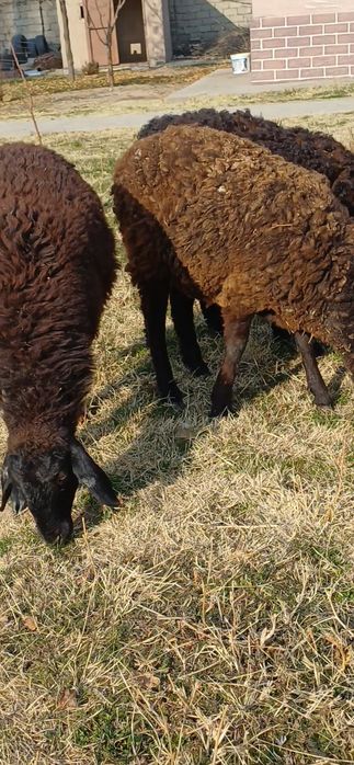 ТОҚТЫЛАР  қозылар