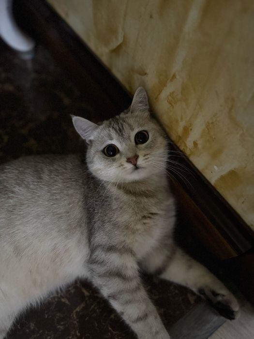 Шотландская кошка