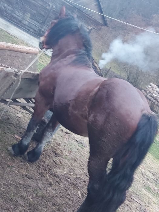 Cal de vînzare urgent