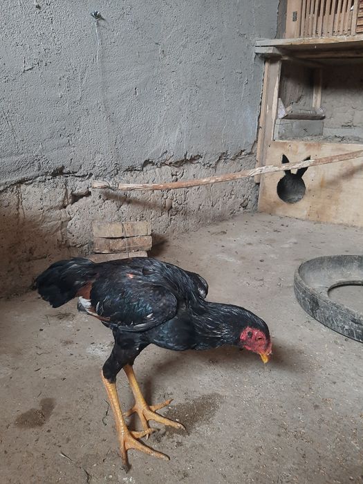 Бойцовый петух июль 2025года