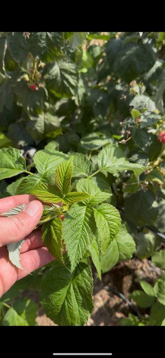 саженцы малины из польши сорт делнива. малина кучатлари делнива нави