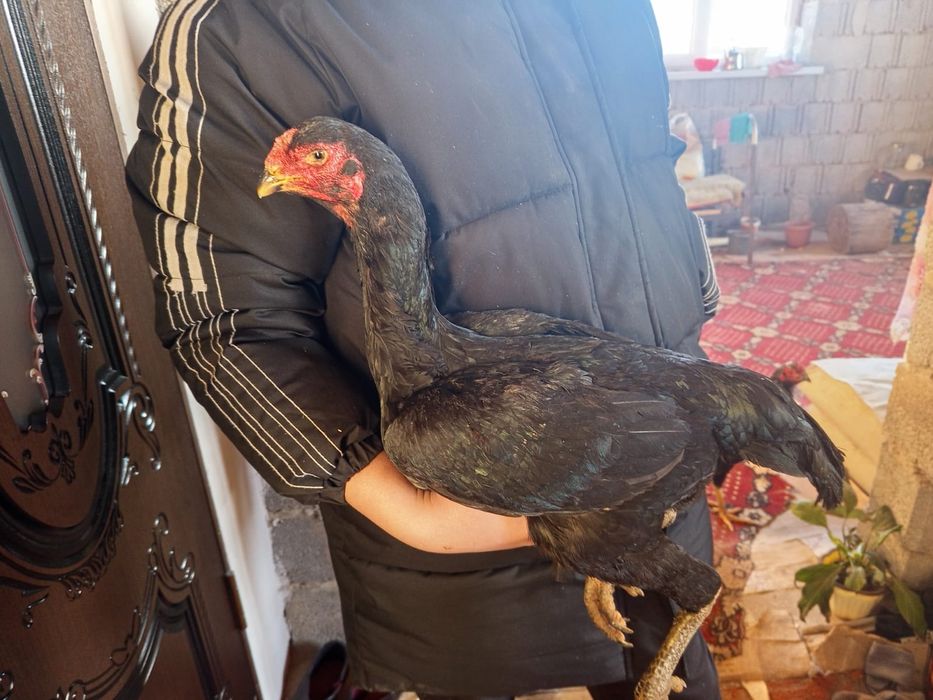 Бойцовский яйца жұмыртқа сатылады