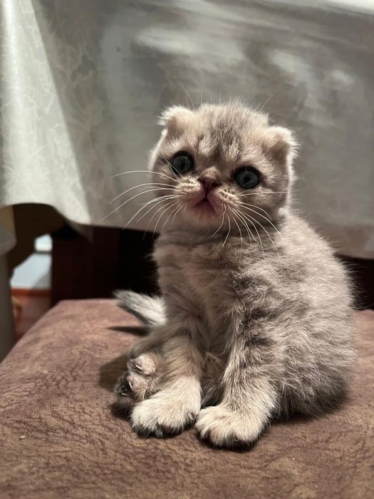 Котята вислоухие
