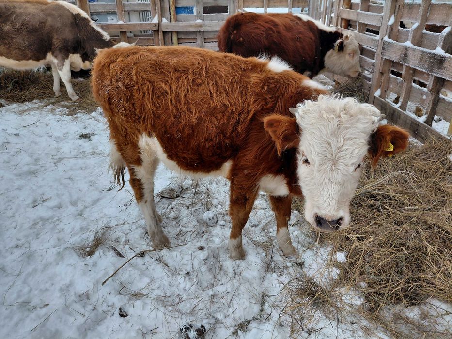 Продам коров и телят