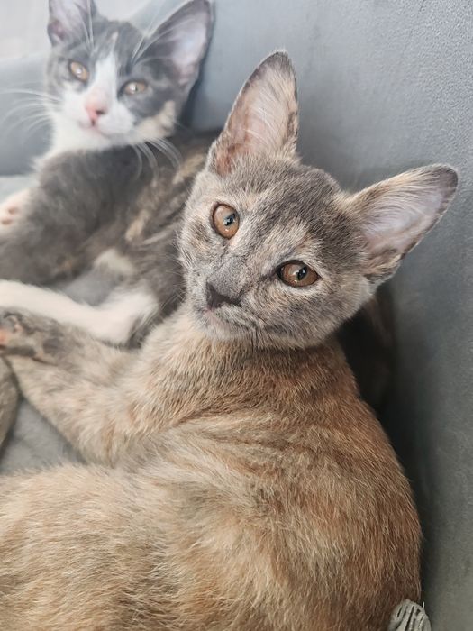 Котята даром в добрые руки