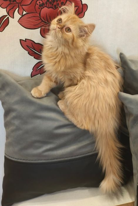 Две персийски котенца
