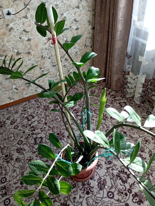 Продам комнатные цветы