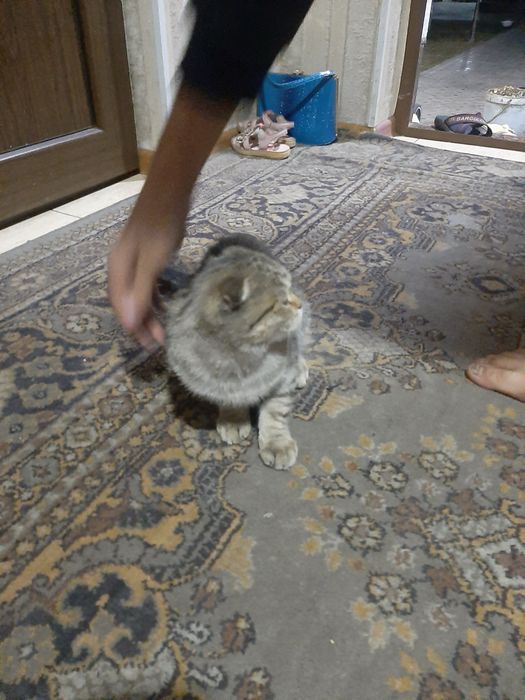 Mushuk sotiladi qiz ogil