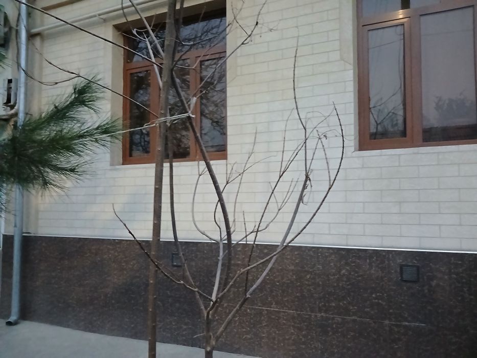 Уй сотилади 2.45 сотик