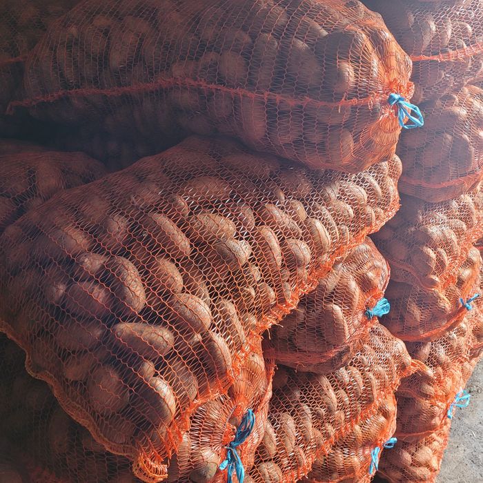 Cartofi de sămânță și consum