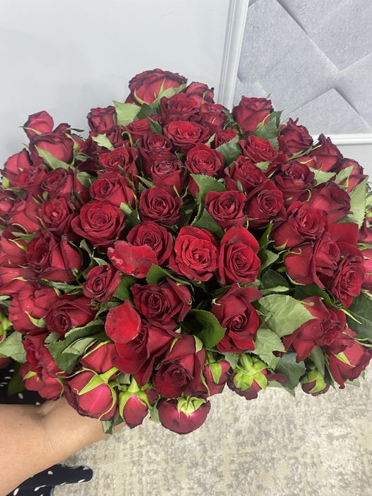 Продам цветы роза