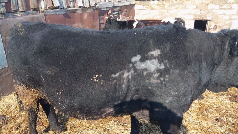 Продам быка Ангус