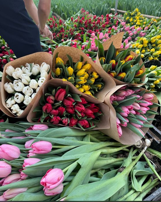 Тюльпаны оптом круглосуточно