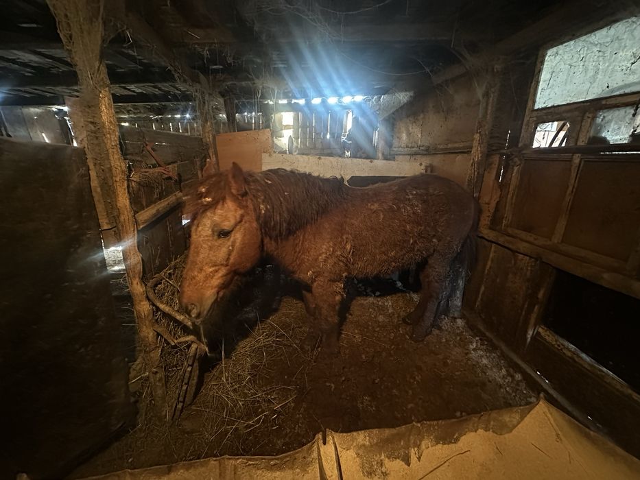 Айғыр сатамын / Продаю Жеребца