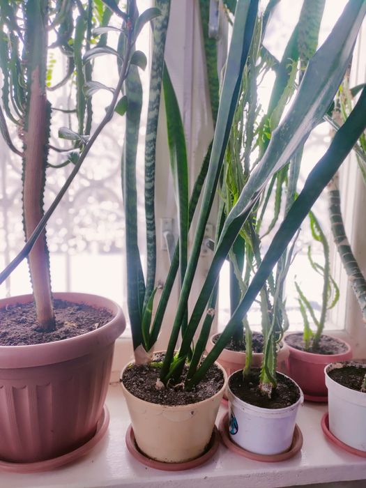 Цветок сансевиерия