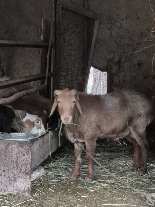 Арашан зотли кучкор сотилади