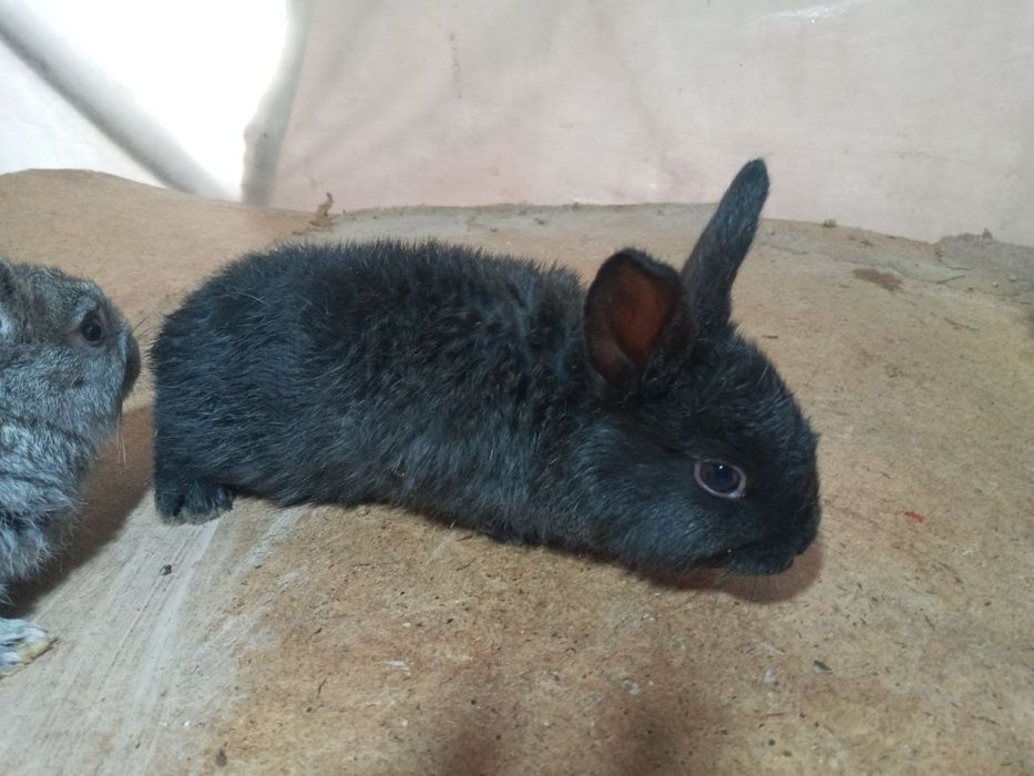 Quyon bolalari arzon narxlarda