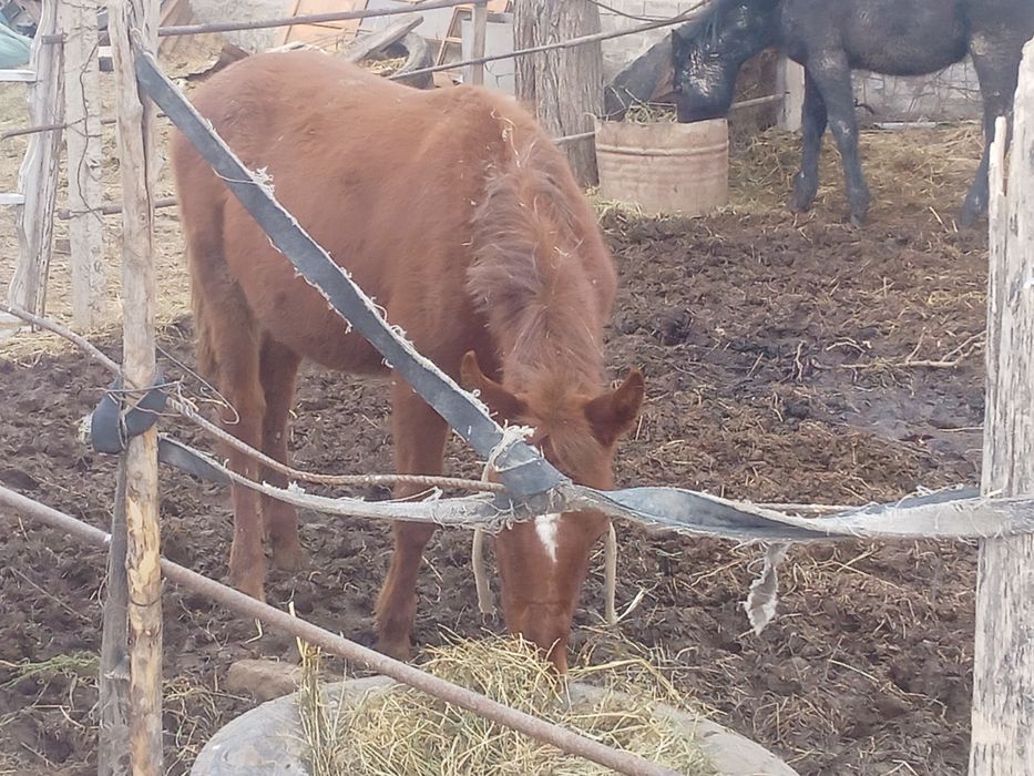 Тайлар жеребята биылғы сатылады