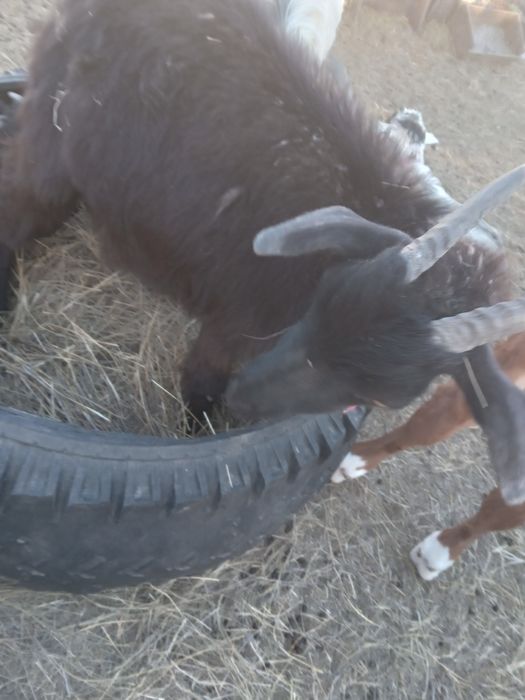 Козы козлята козел