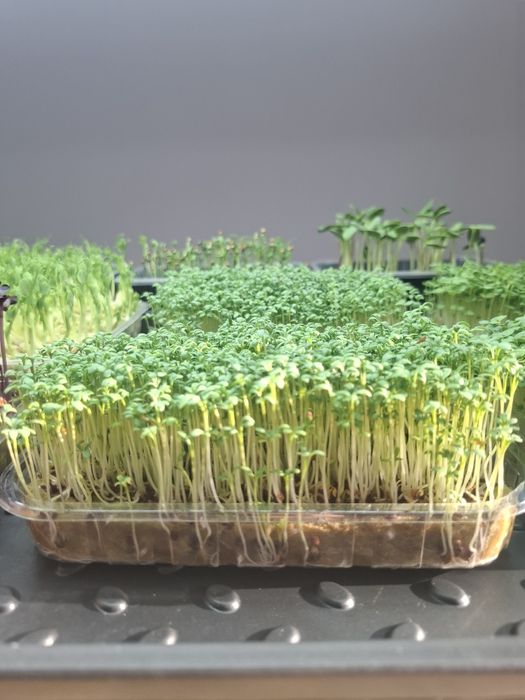 Свежая микрозелень