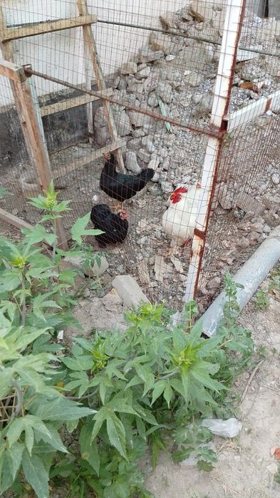Продам куры японский