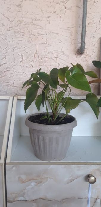 Продаю комнатные цветы антуриум