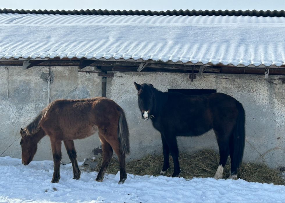 Полтарашка и жабагы сатылады