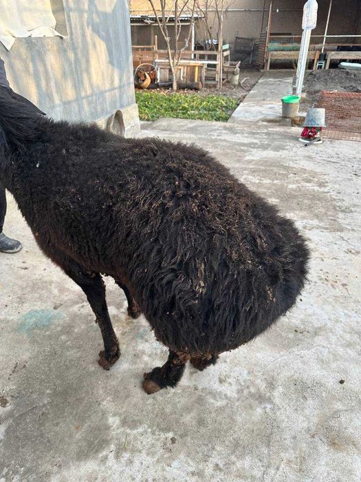 Qo'chqor Қўчқор сотилади