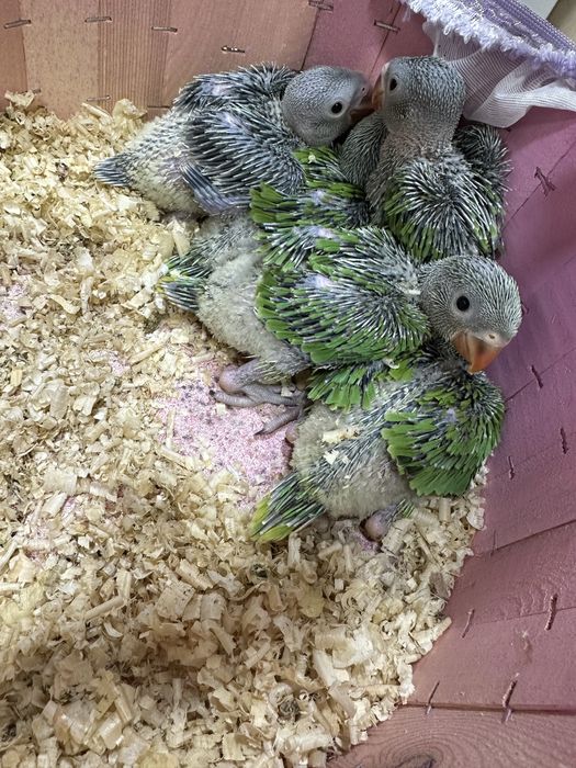 Onjrella jojalari sotladi