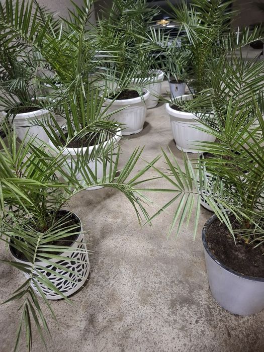 Palma daraxti ko'chatlari sotiladi