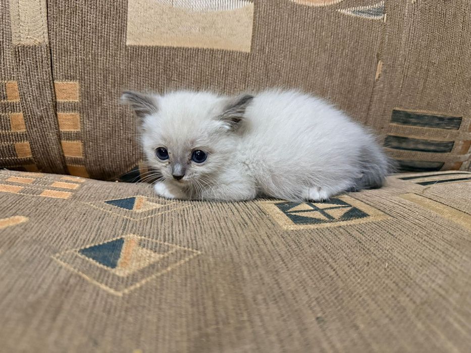 Отдам котят в добрые руки