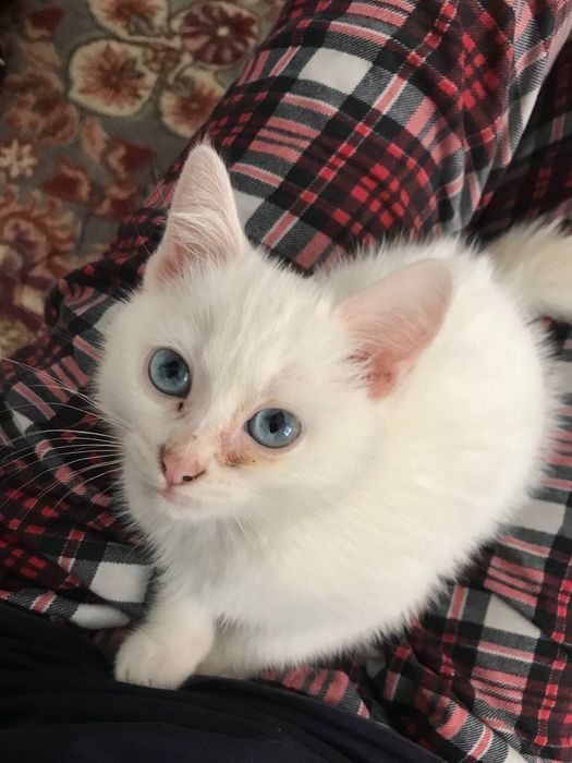 котенка үйретілген
