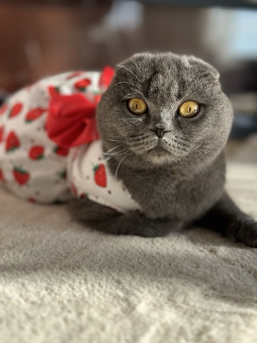 Продавам британско и шотландско коте  котенца
