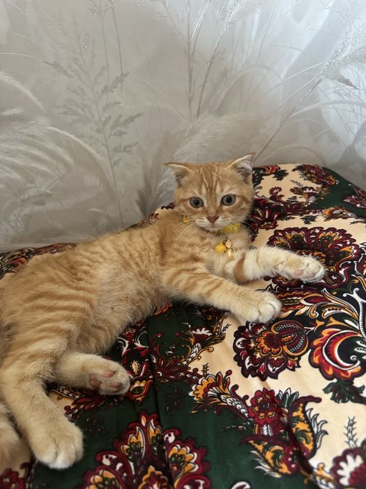 продаётся породистая кошка скотиш страйт