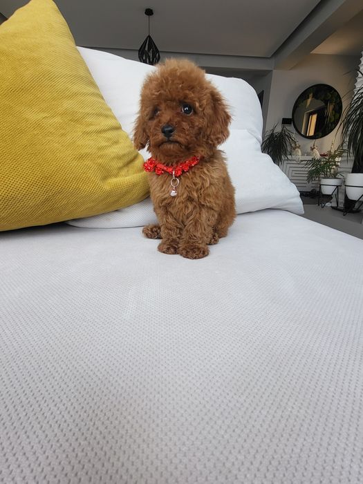 Pudel toy pedigree