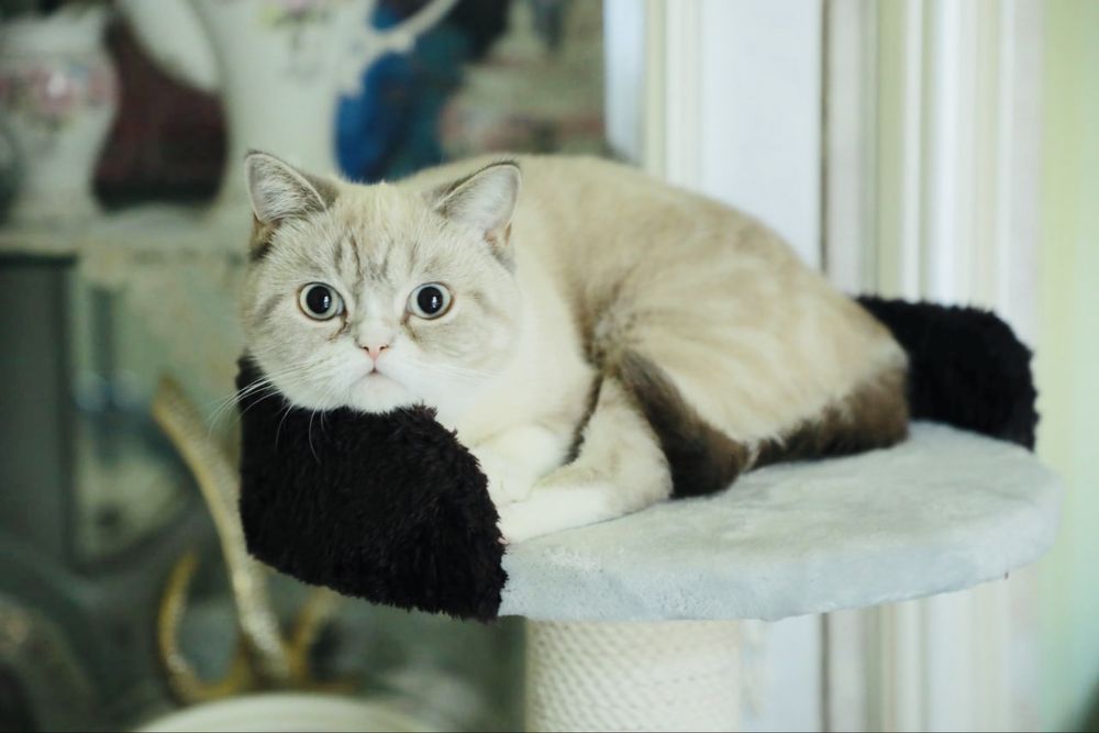 Кошка Scotish strayt mushug sotiladi